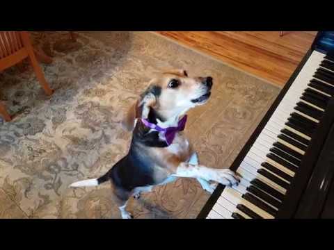 Dog Sings And Plays The Piano