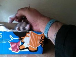 Ferret Shows Human Her Babies