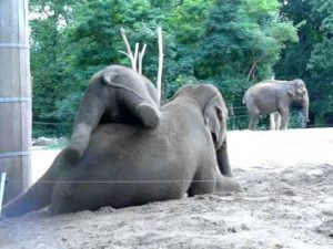 Baby Elephant Plays With Elephant Mom