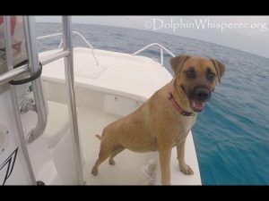 Dog Jumps Off Boat To Swim With The Dolphins