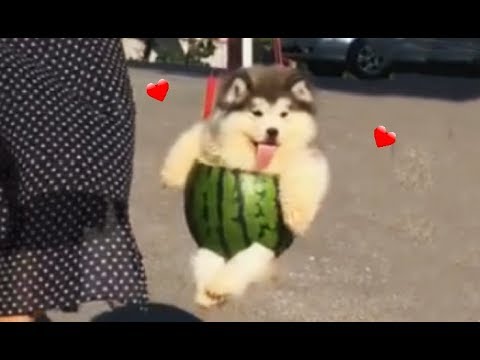 Fluffy Watermelon Puppies