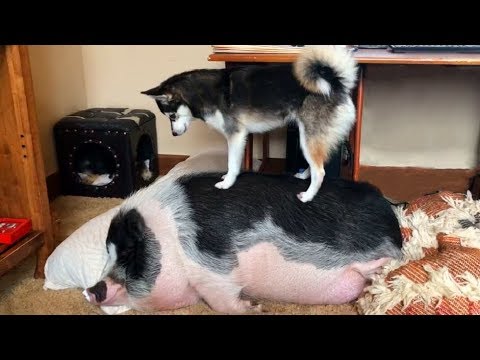 How To Wake A Pig If You Are A Dog