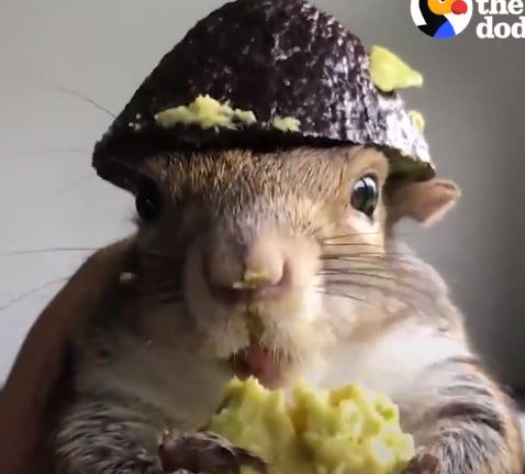 Sergeant Squirrel Reporting For Duty!
