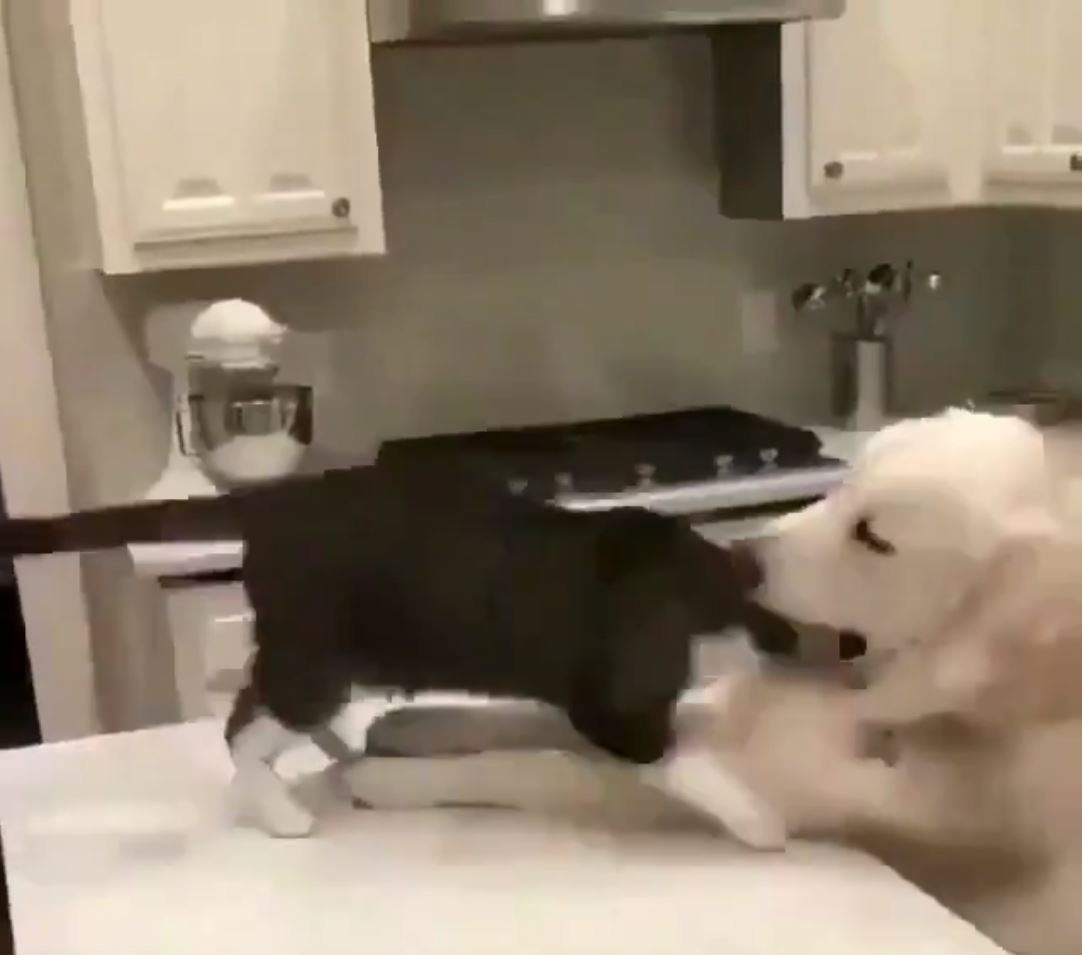 Cat And Dog Playing Together