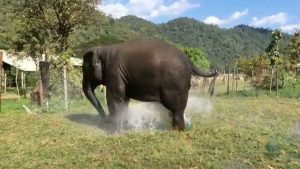 Elephant Converts Their Own Sprinkler Into A Fountain