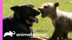 Bear And German Shepherd Become Best Friends