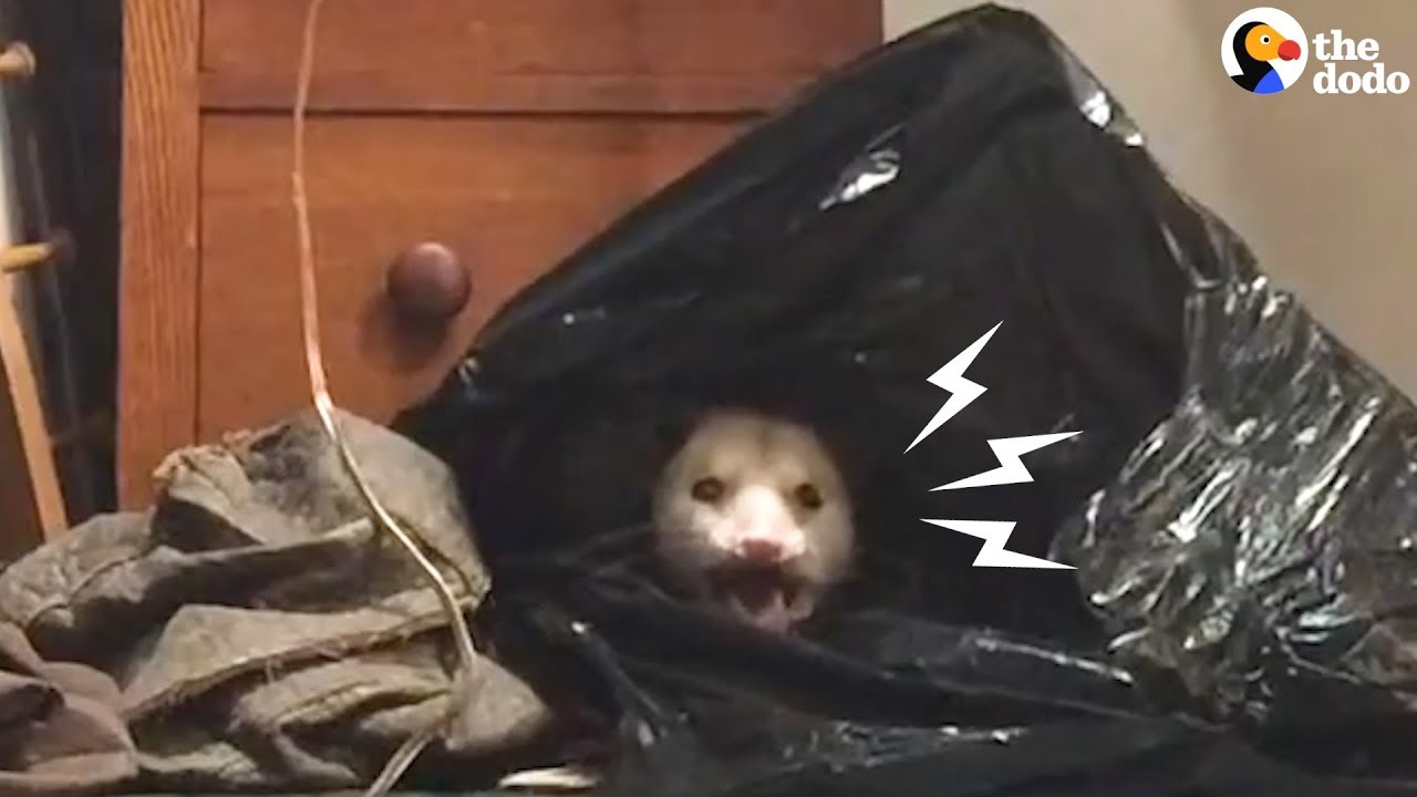 Woman Finds Something Very Cute In Her Closet
