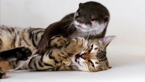 Bengal Cat And Otter Are Best Friends