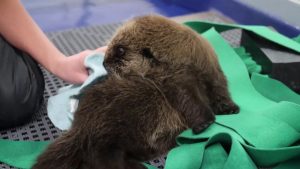 Sea Otter Pups Learn to Groom!