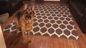 Dogs Are Extremely Happy When They Are Told They Are Going To Starbucks