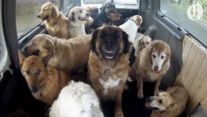 The Doggie School Bus Picks Up Dogs For School