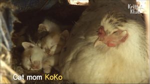 Hen Sits On Kittens And Raises Them As Her Own