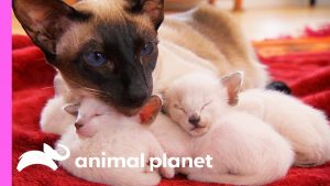 The Story Of The Adorable Siamese Family