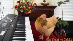 Chicken Plays Operatic Aria On Piano