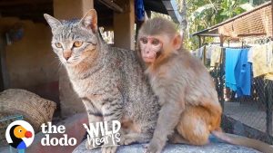 Monkey And Cat Are Best Friends