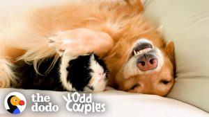 Guinea Pig And Golden Retriever Are Best Friends