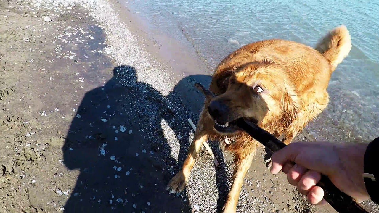 Beach Dog Invites Random Strangers To Play Fetch