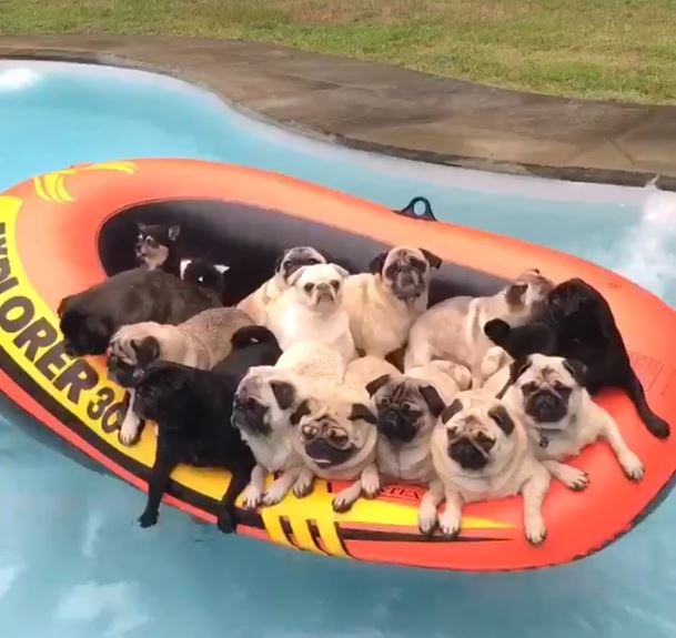 Pug Pool Party