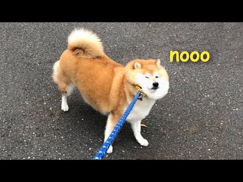 Sometimes A Tired Doggy Does Not Want To Walk