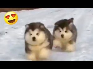 Walking Balls Of Fluff