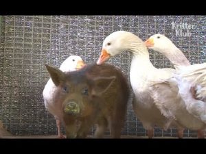 Geese love and protect piglet