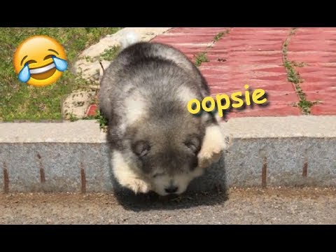 Cute Dogs Poorly Hiding Their Guilt