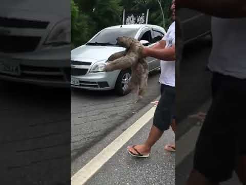 Man Helps Sloth Cross The Street