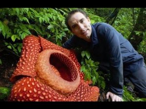 The World's Largest Flower