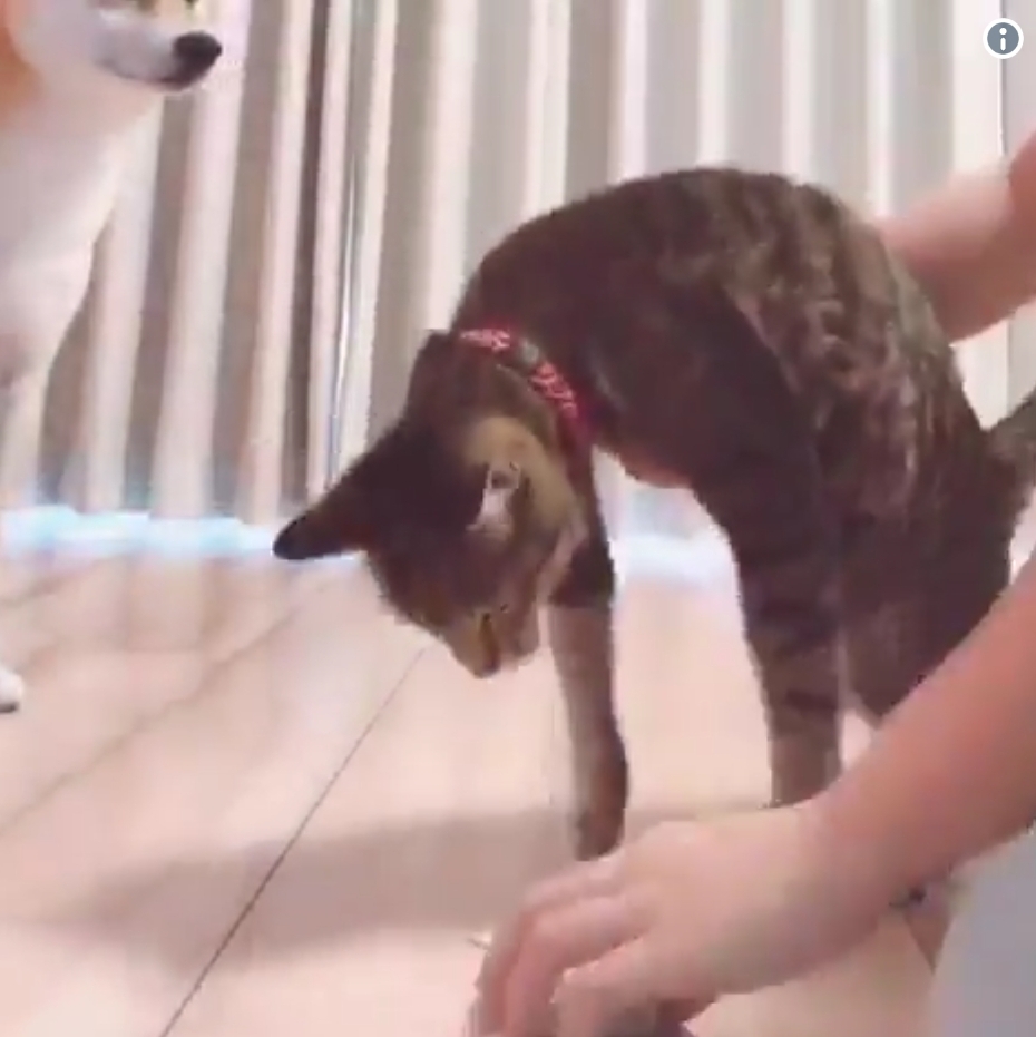 Measuring Dog And Cat