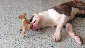 Tiny Chihuahua Puppy Plays With Sleepy Bulldog