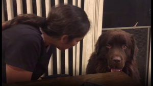 Dog Asks For A Hug And Then Sneak Eats His Human's Food