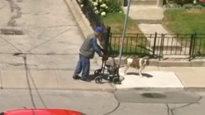 Dog Patiently Waits For His Elderly Friend Using A Walker