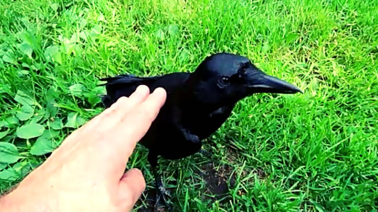 Maple The Crow Acts Like A Dog