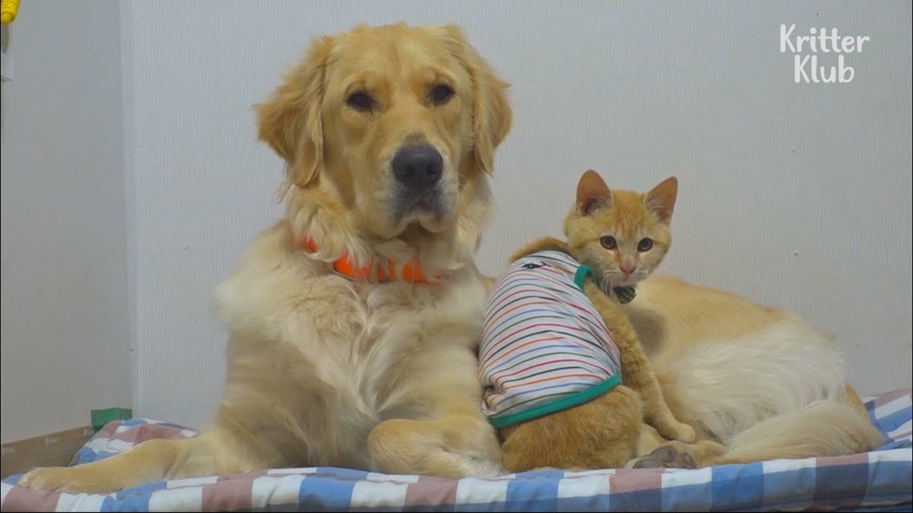 Cat And Dog Are The Cutest Best Friends Ever