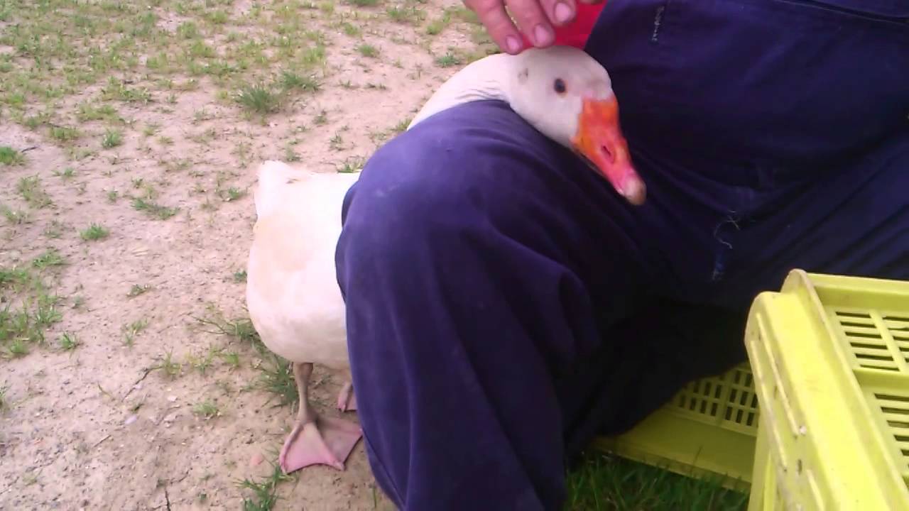 Goose Who Loves Human Petting Them