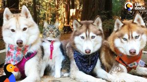 Cat leads her pack of Husky dogs