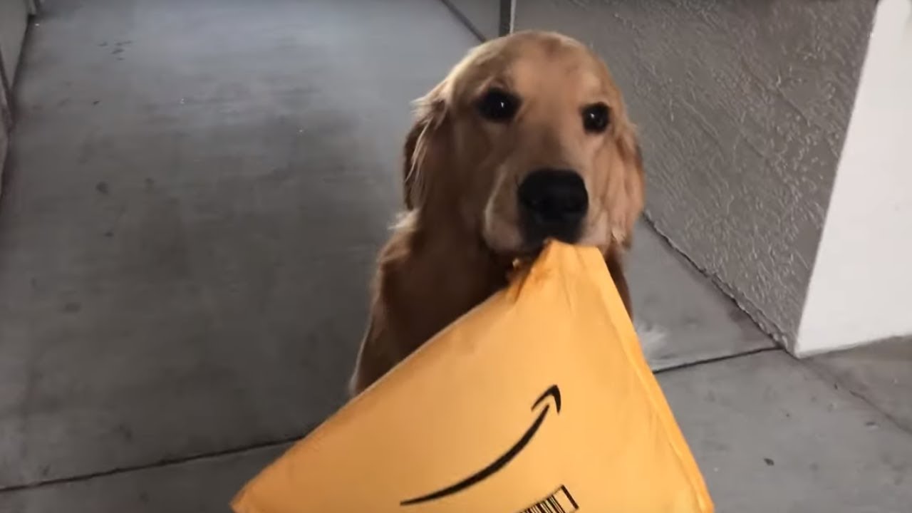 Golden Retriever Enthusiastically Delivers Amazon Package