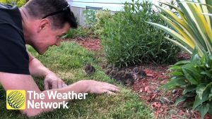 Man Coaxes 6 Baby Bunnies Out Of Hiding