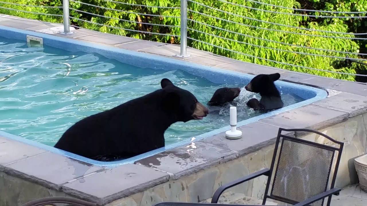 Bear and Cubs in pool