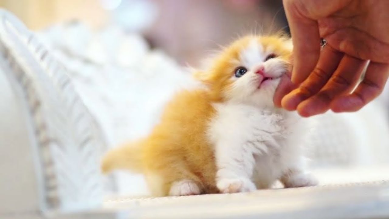 Cutest kittens