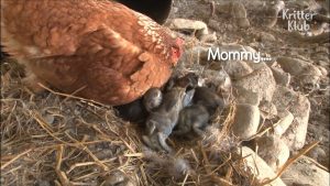 A Chicken And Rabbit Are Co-Mommy To Some Bunnies