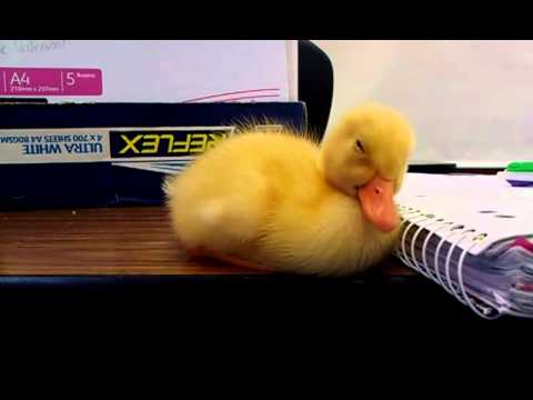 Baby Duck Cannot Stay Awake