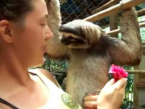 Sloth Just Wants A Hug