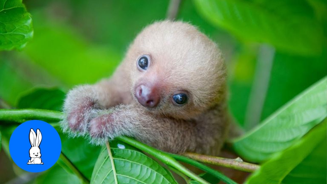 Baby Sloths Being Baby Sloths