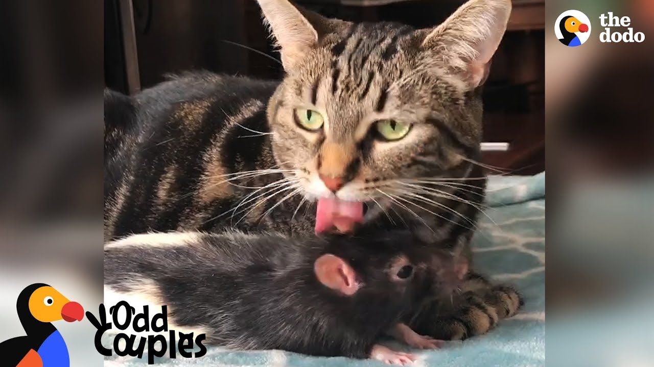 Cat And Rat Are Best Friends For Life
