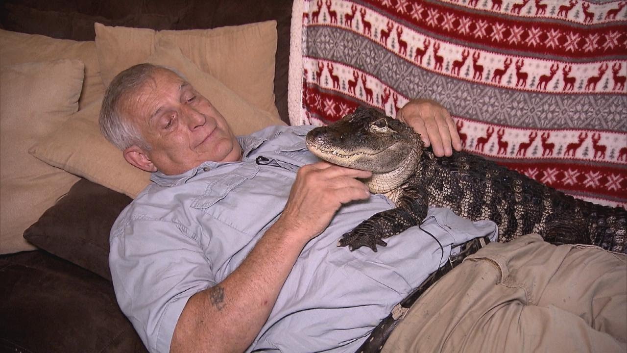 Wally The Alligator Loves Humans And Just Wants To Cuddle