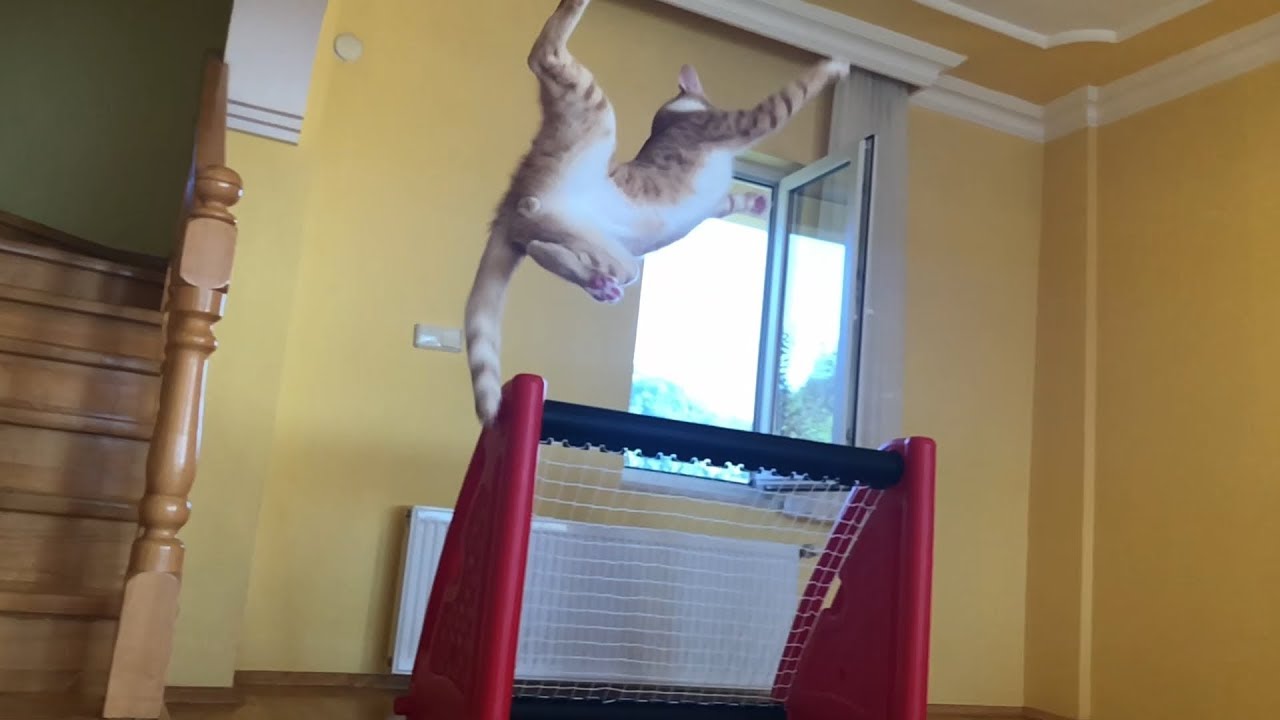 This Cat Is An Amazing Goalie