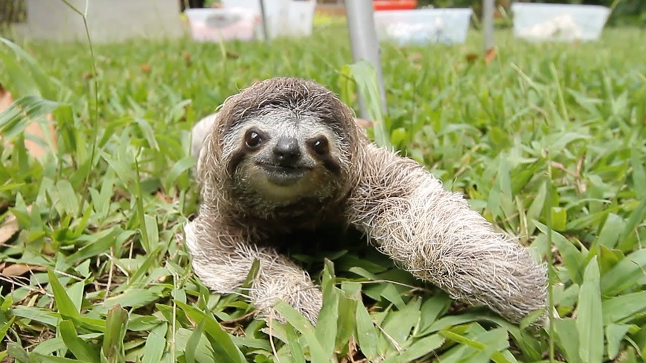 Being chased by a sloth
