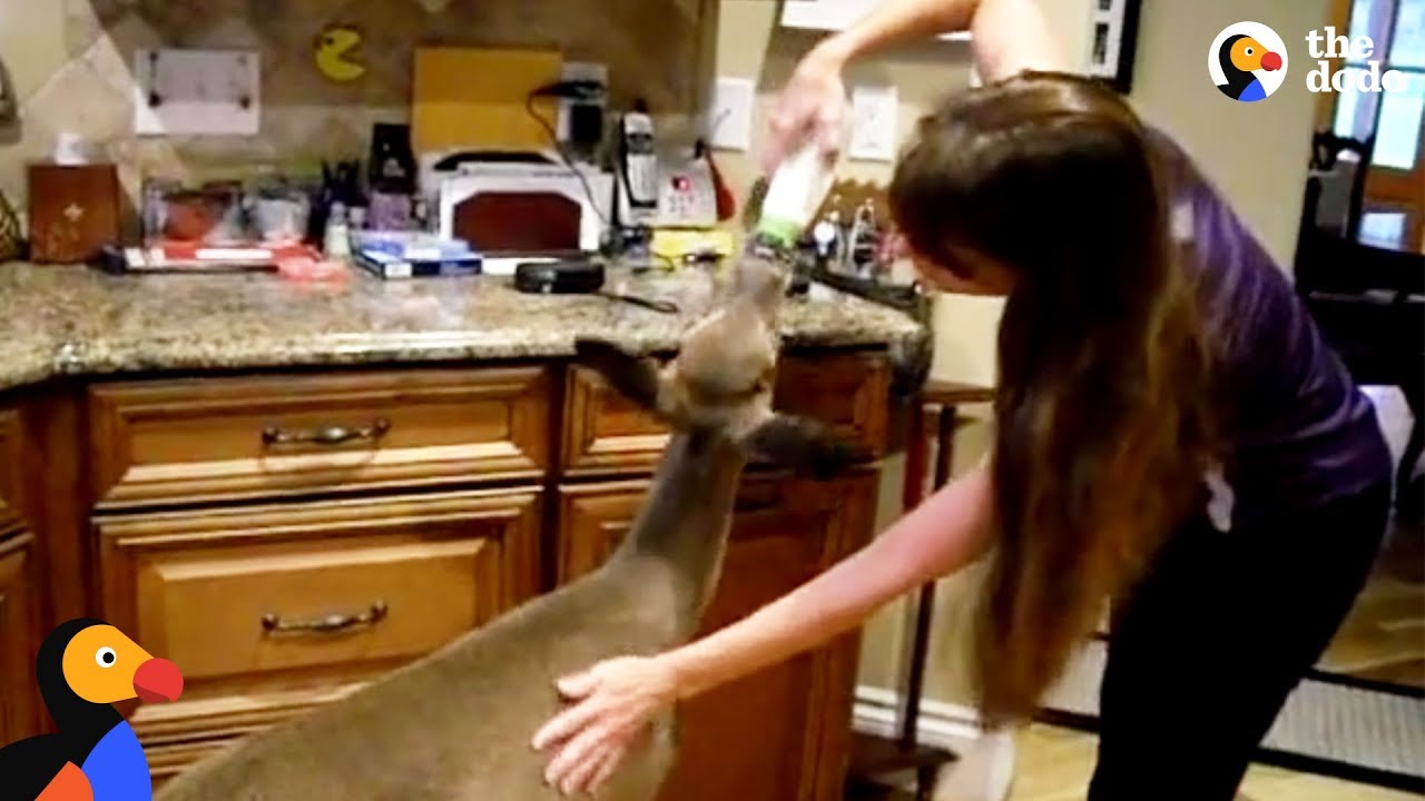 Deer Visits Human Family To Thank Them