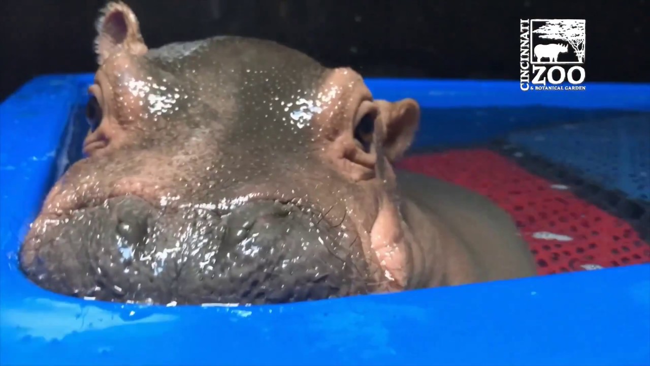 Cute Baby Hippo Enjoying Life To The Fullest